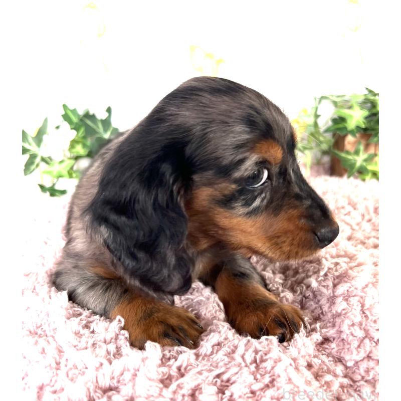 販売中の埼玉県のミニチュアダックスフンド(ロングヘアード)-443167の13枚目