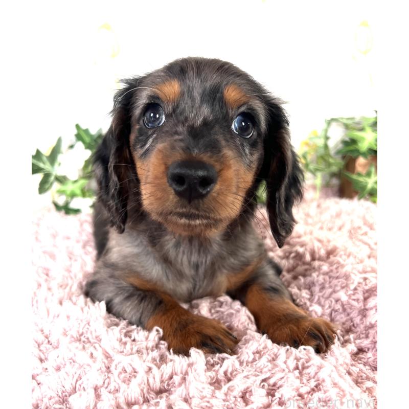 販売中の埼玉県のミニチュアダックスフンド(ロングヘアード)-443167の11枚目