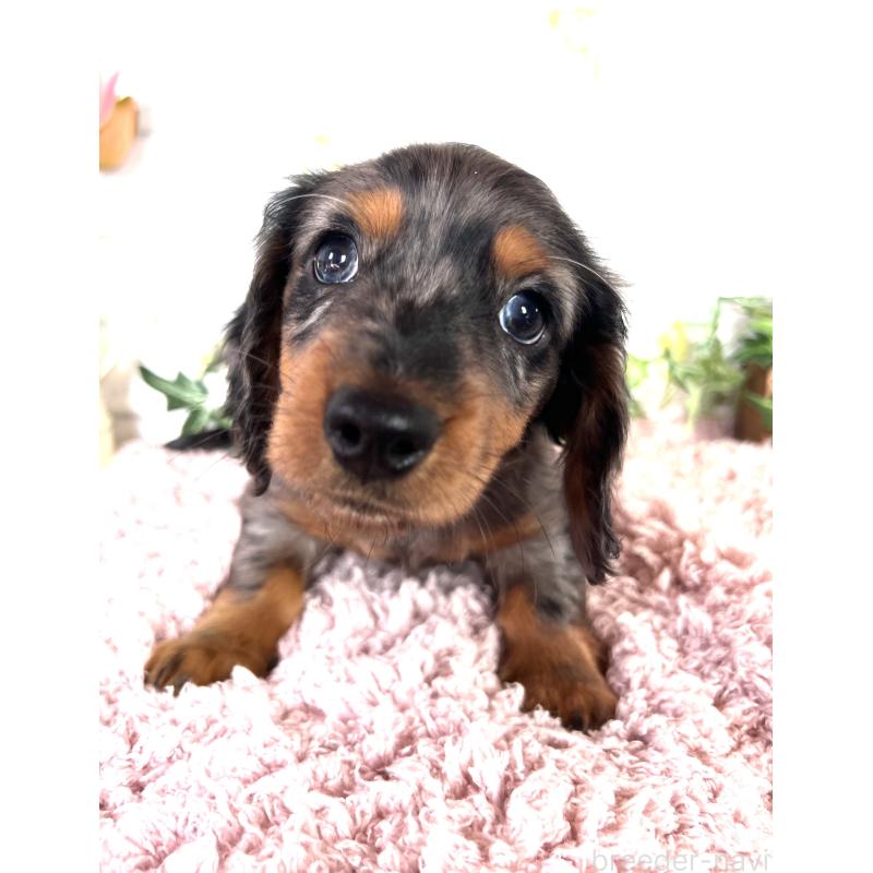 販売中の埼玉県のミニチュアダックスフンド(ロングヘアード)-443167の10枚目