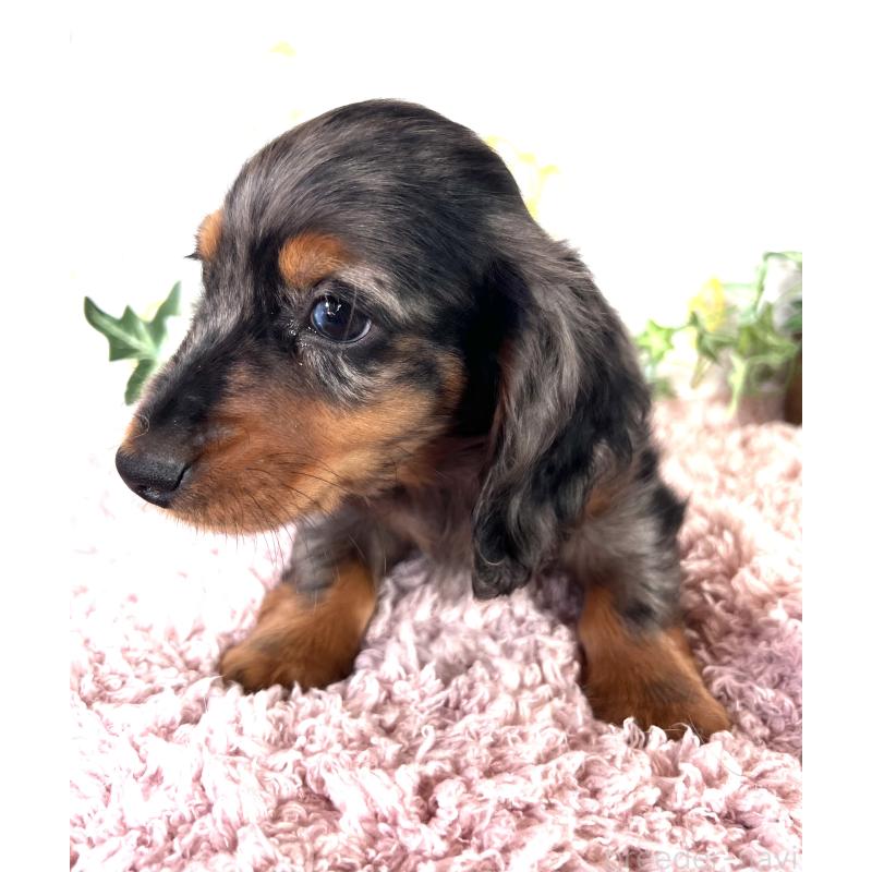 販売中の埼玉県のミニチュアダックスフンド(ロングヘアード)-443167の8枚目