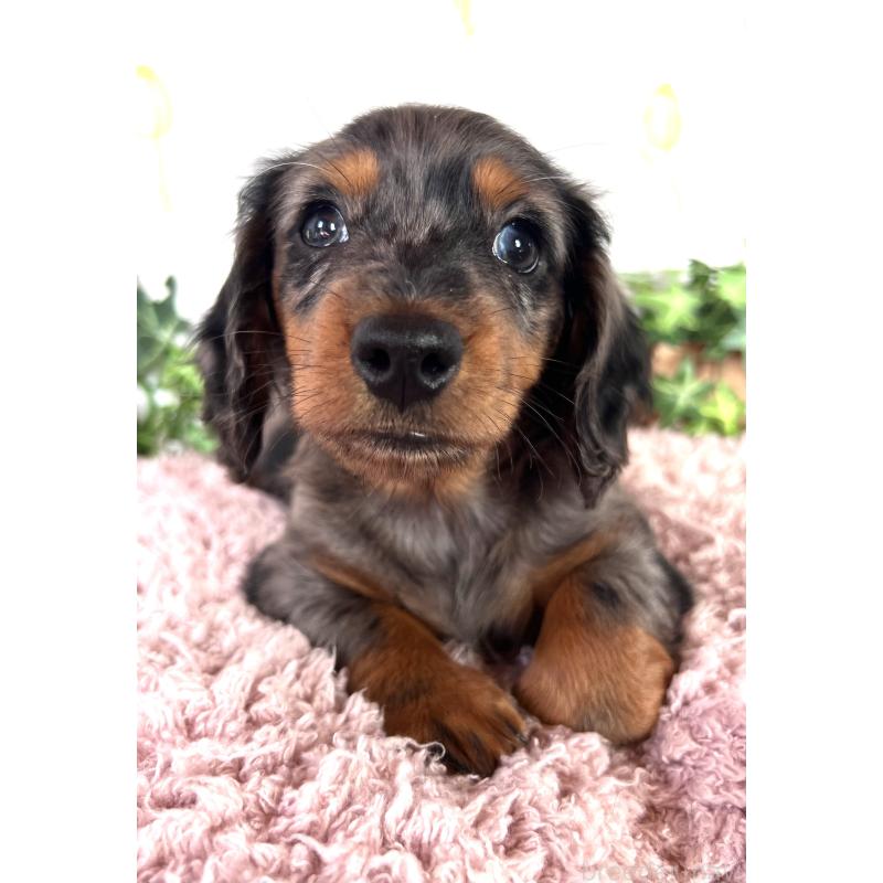 販売中の埼玉県のミニチュアダックスフンド(ロングヘアード)-443167の7枚目