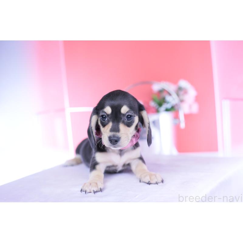 販売中の愛知県のカニンヘンダックスフンド(スムースヘアード)-440917の12枚目