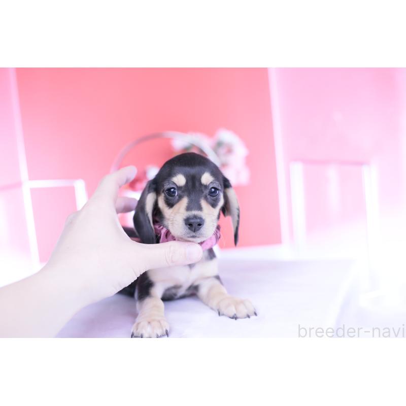 販売中の愛知県のカニンヘンダックスフンド(スムースヘアード)-440917の11枚目