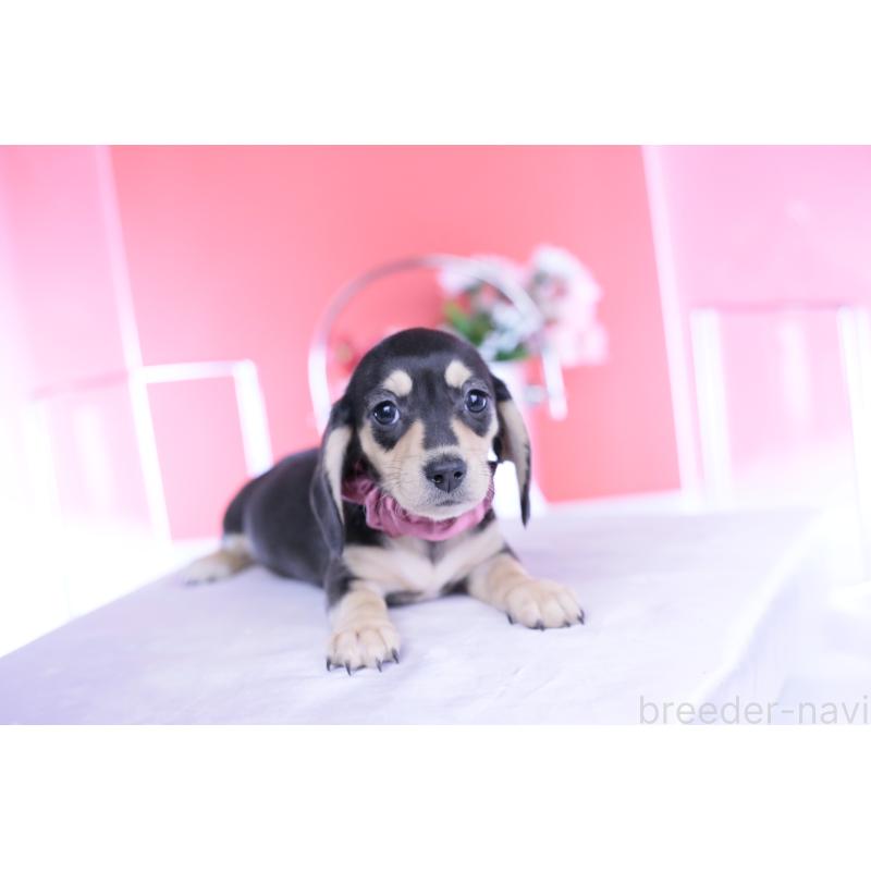 販売中の愛知県のカニンヘンダックスフンド(スムースヘアード)-440917の9枚目