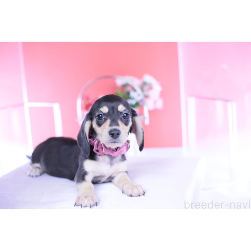 販売中の愛知県のカニンヘンダックスフンド(スムースヘアード)-440917の8枚目