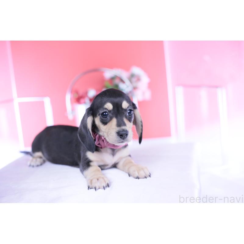 販売中の愛知県のカニンヘンダックスフンド(スムースヘアード)-440917の7枚目