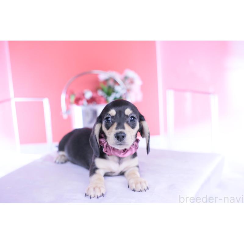 販売中の愛知県のカニンヘンダックスフンド(スムースヘアード)-440917の5枚目