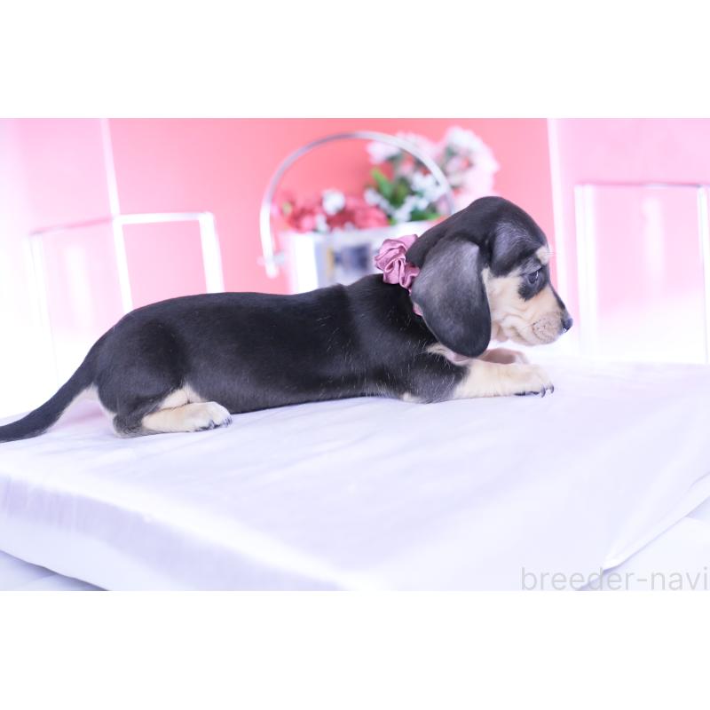 販売中の愛知県のカニンヘンダックスフンド(スムースヘアード)-440917の2枚目