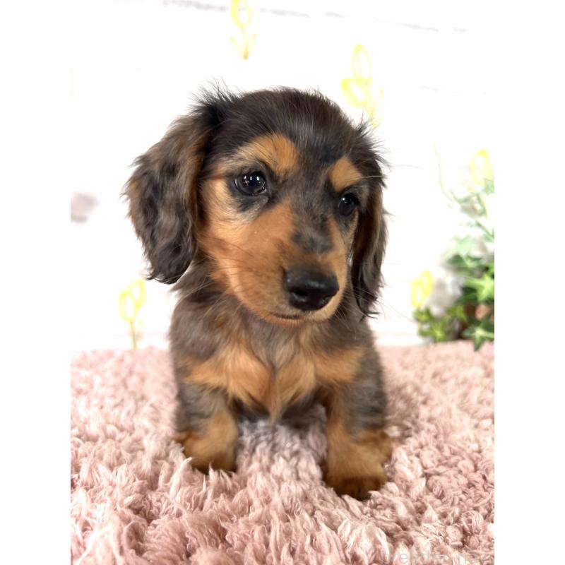 販売中の埼玉県のミニチュアダックスフンド(ロングヘアード)-443165の21枚目