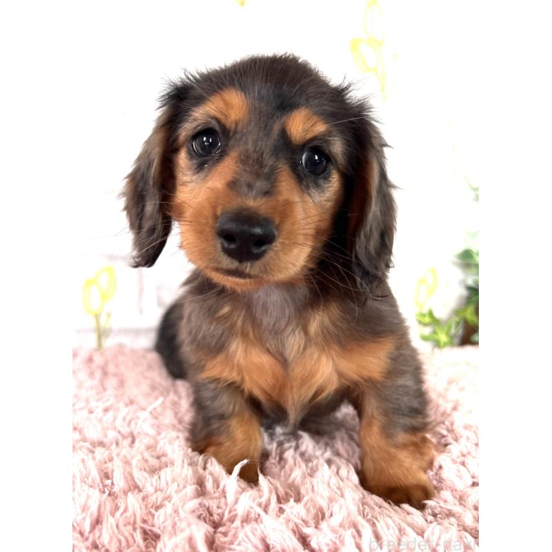 販売中の埼玉県のミニチュアダックスフンド(ロングヘアード)-443165の20枚目
