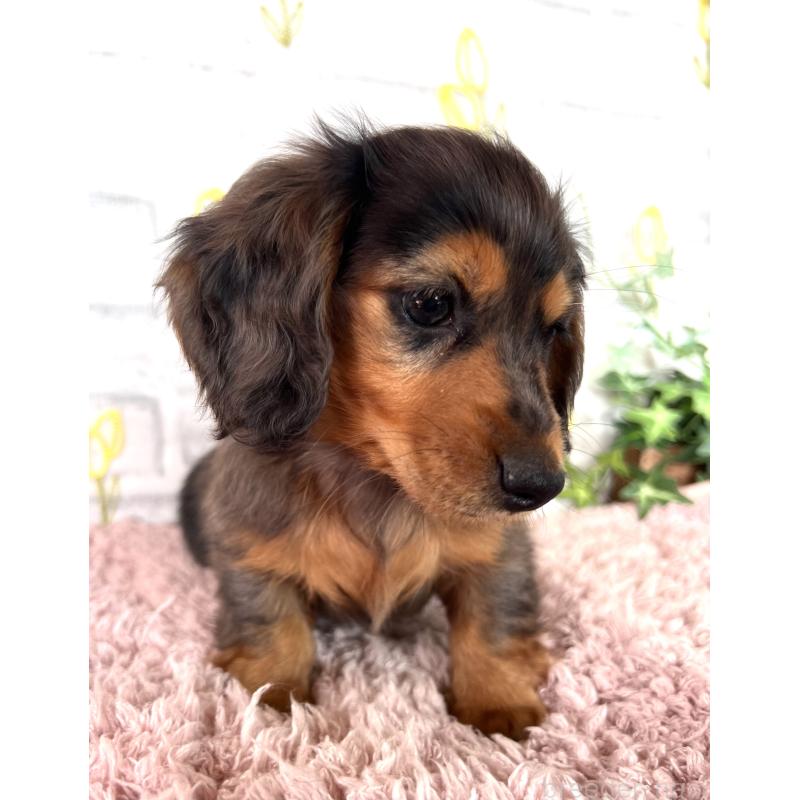 販売中の埼玉県のミニチュアダックスフンド(ロングヘアード)-443165の19枚目