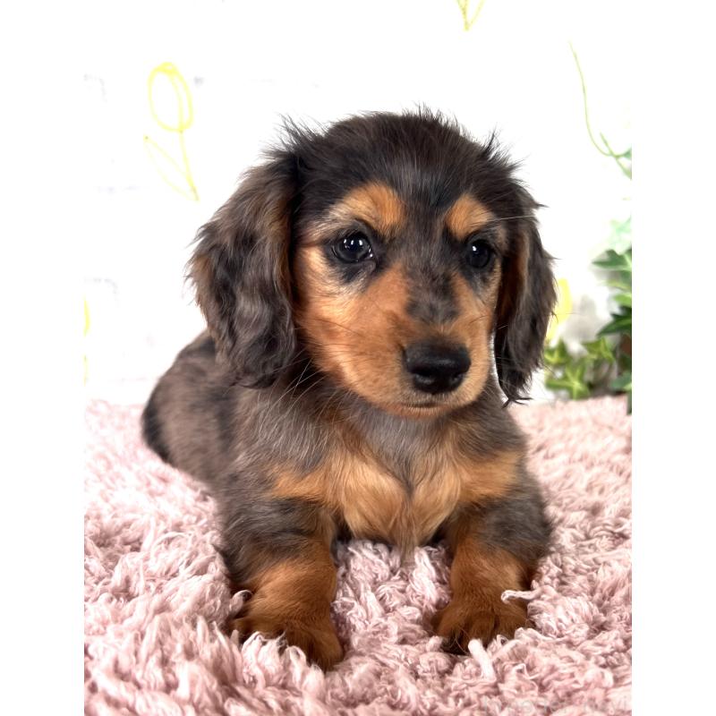 販売中の埼玉県のミニチュアダックスフンド(ロングヘアード)-443165の18枚目