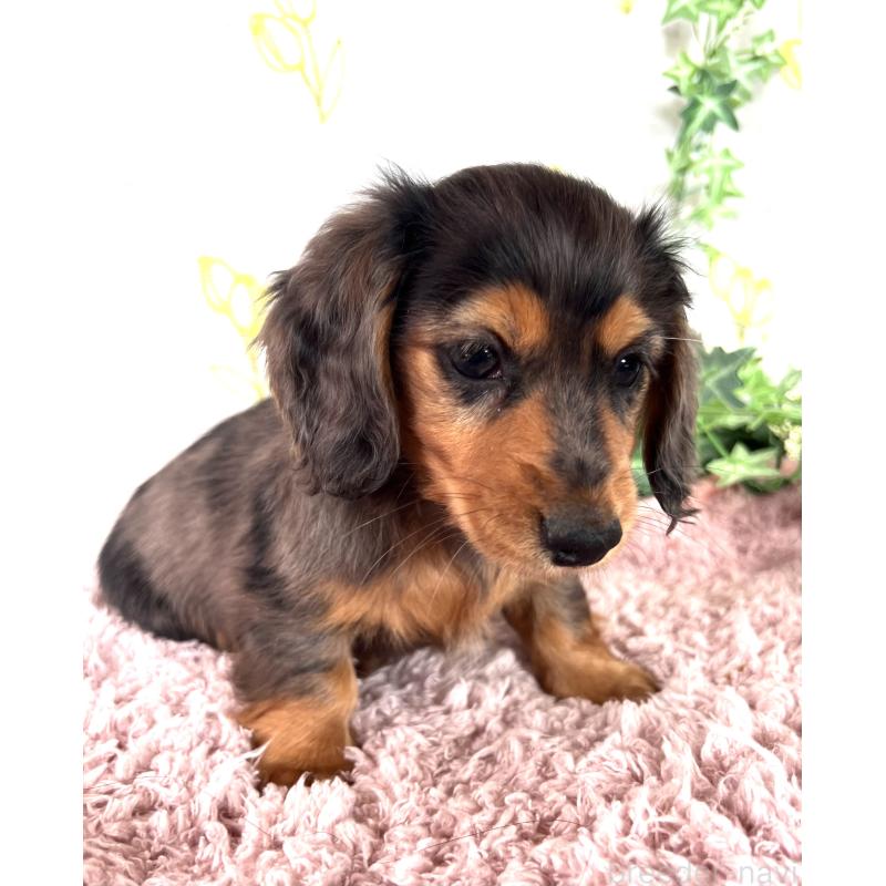 販売中の埼玉県のミニチュアダックスフンド(ロングヘアード)-443165の17枚目