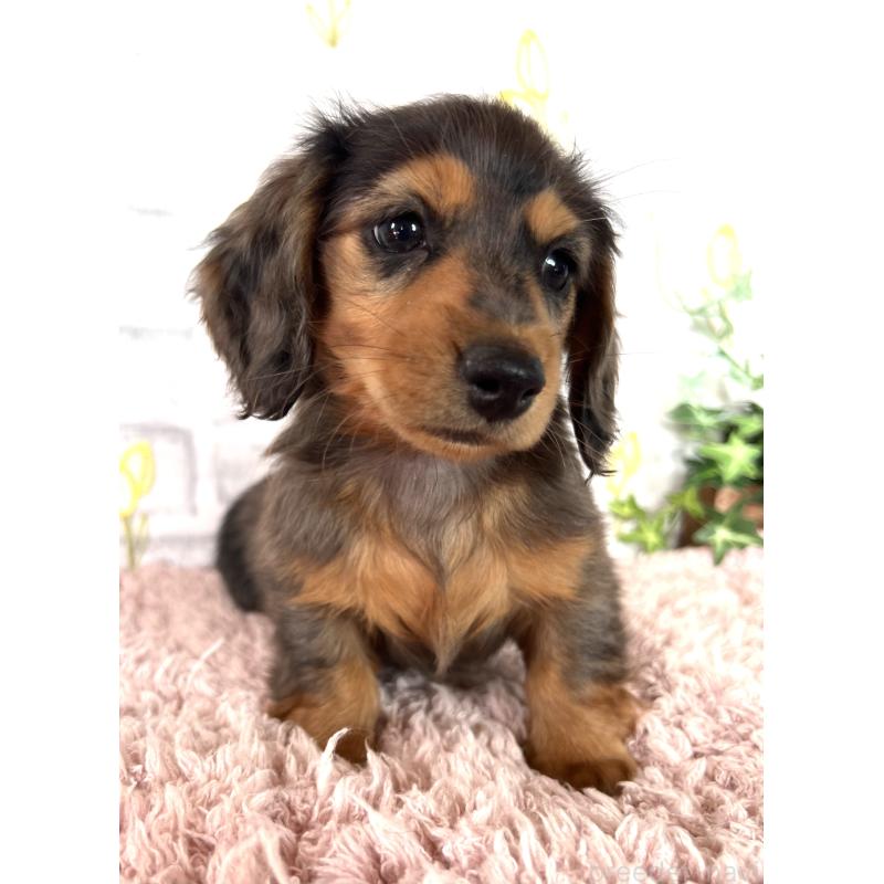 販売中の埼玉県のミニチュアダックスフンド(ロングヘアード)-443165の16枚目