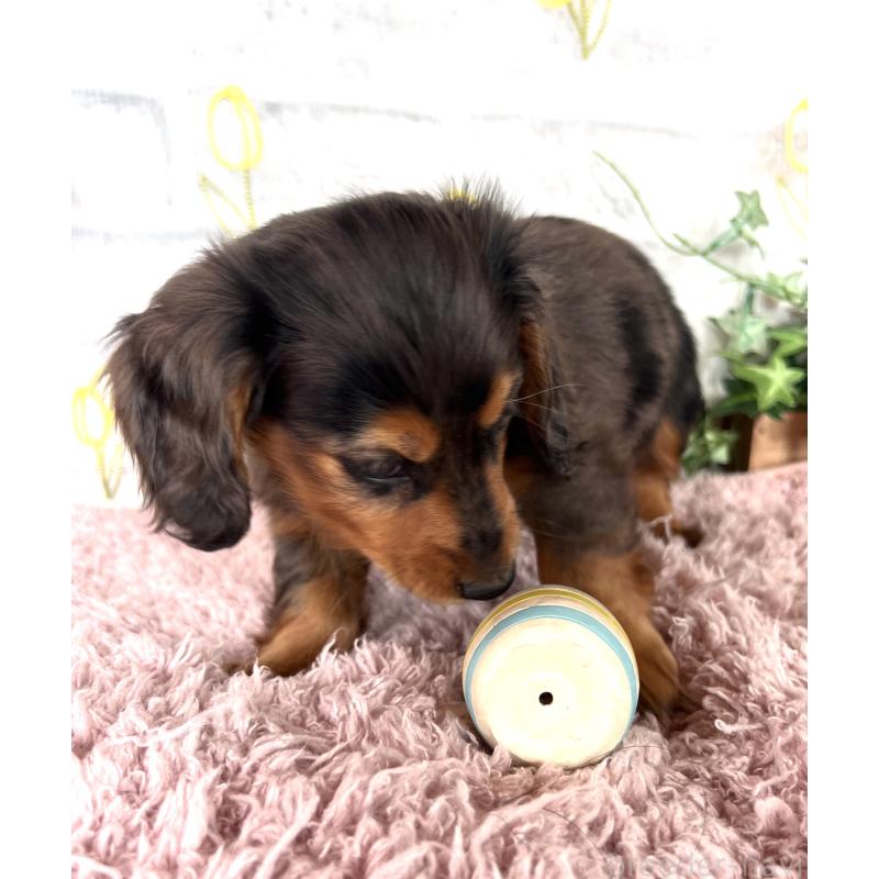 販売中の埼玉県のミニチュアダックスフンド(ロングヘアード)-443165の15枚目