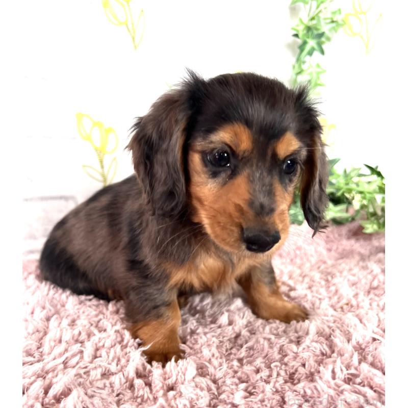 販売中の埼玉県のミニチュアダックスフンド(ロングヘアード)-443165の14枚目