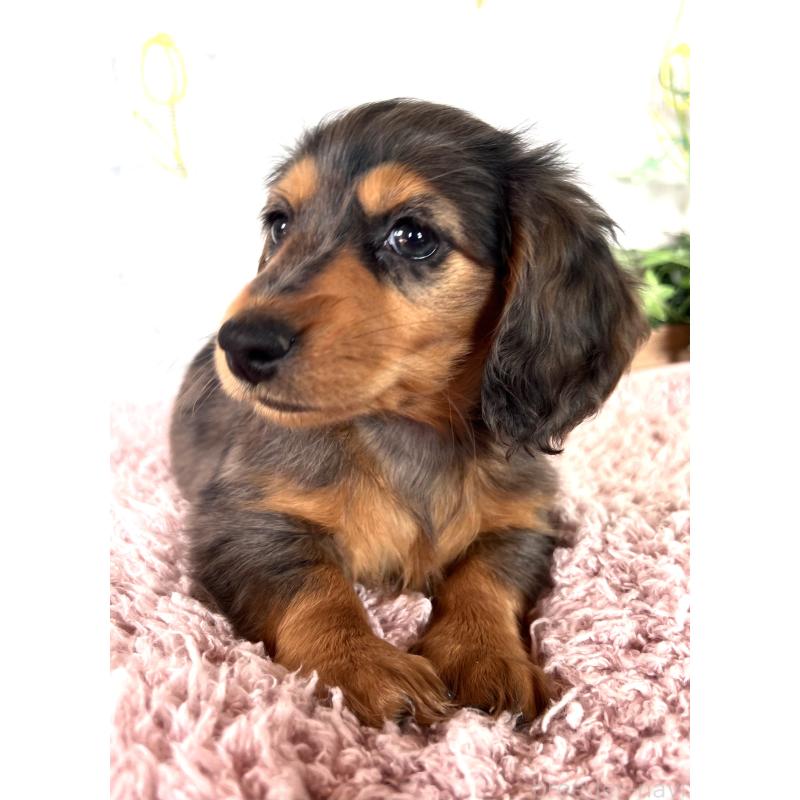 販売中の埼玉県のミニチュアダックスフンド(ロングヘアード)-443165の13枚目