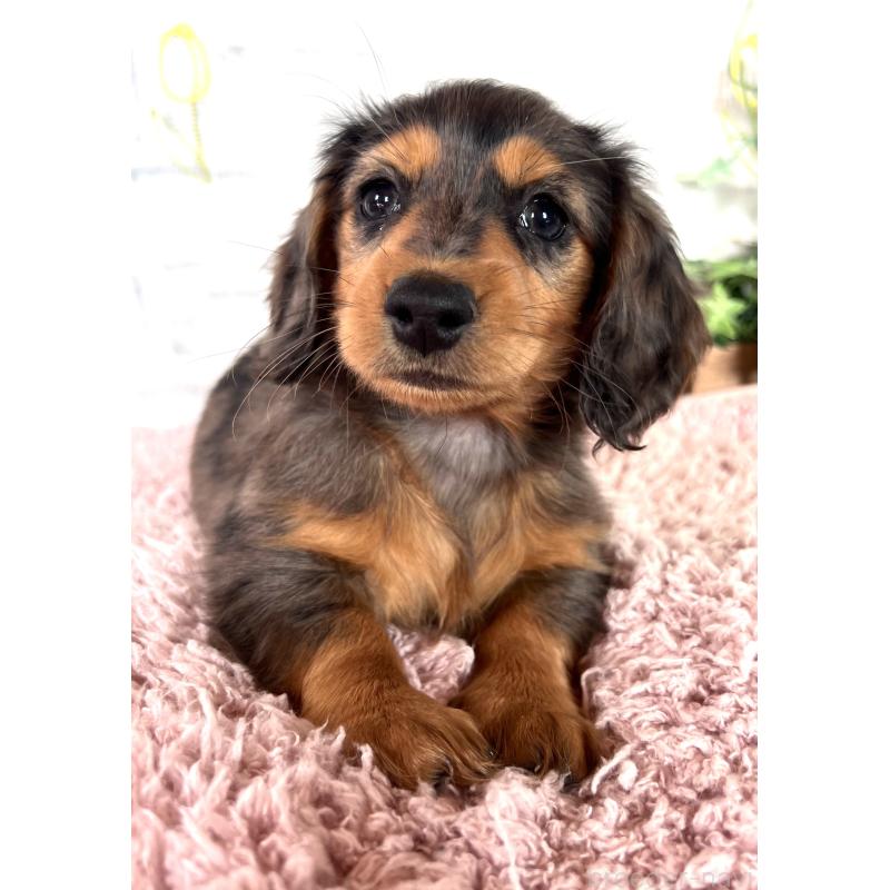 販売中の埼玉県のミニチュアダックスフンド(ロングヘアード)-443165の12枚目