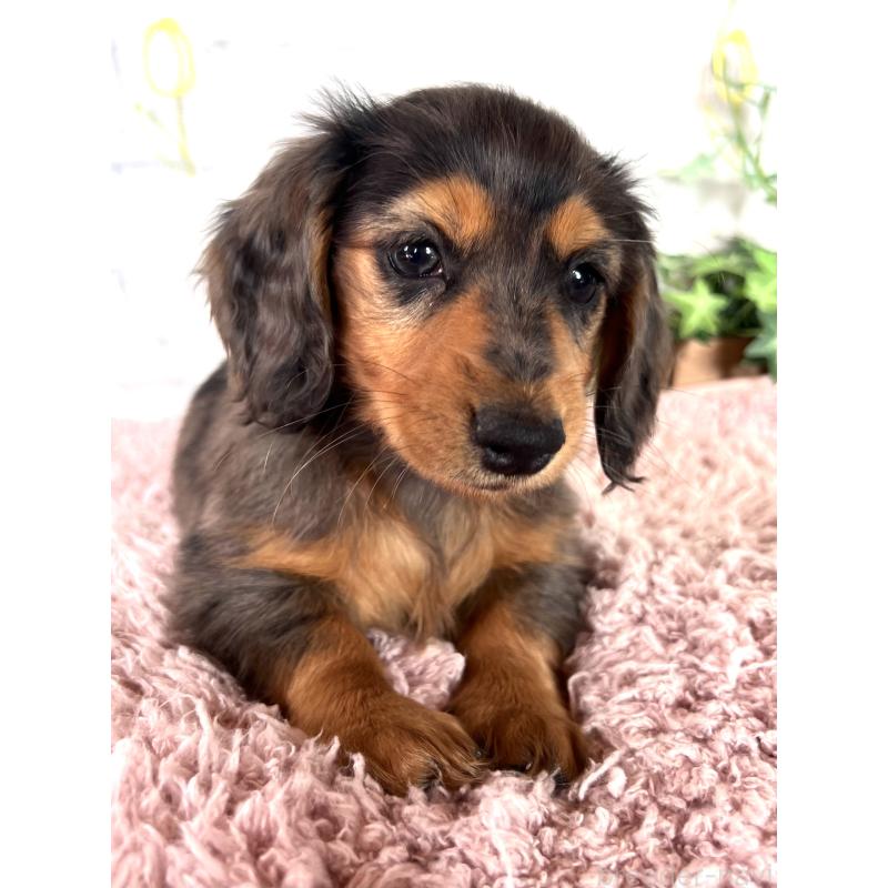 販売中の埼玉県のミニチュアダックスフンド(ロングヘアード)-443165の11枚目