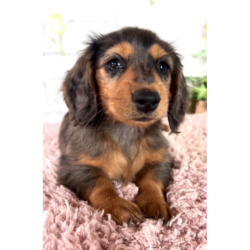 販売中の埼玉県のミニチュアダックスフンド(ロングヘアード)-443165の10枚目