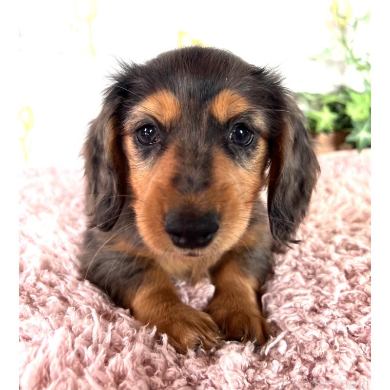 販売中の埼玉県のミニチュアダックスフンド(ロングヘアード)-443165の9枚目