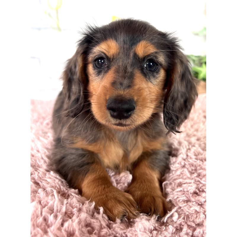 販売中の埼玉県のミニチュアダックスフンド(ロングヘアード)-443165の8枚目