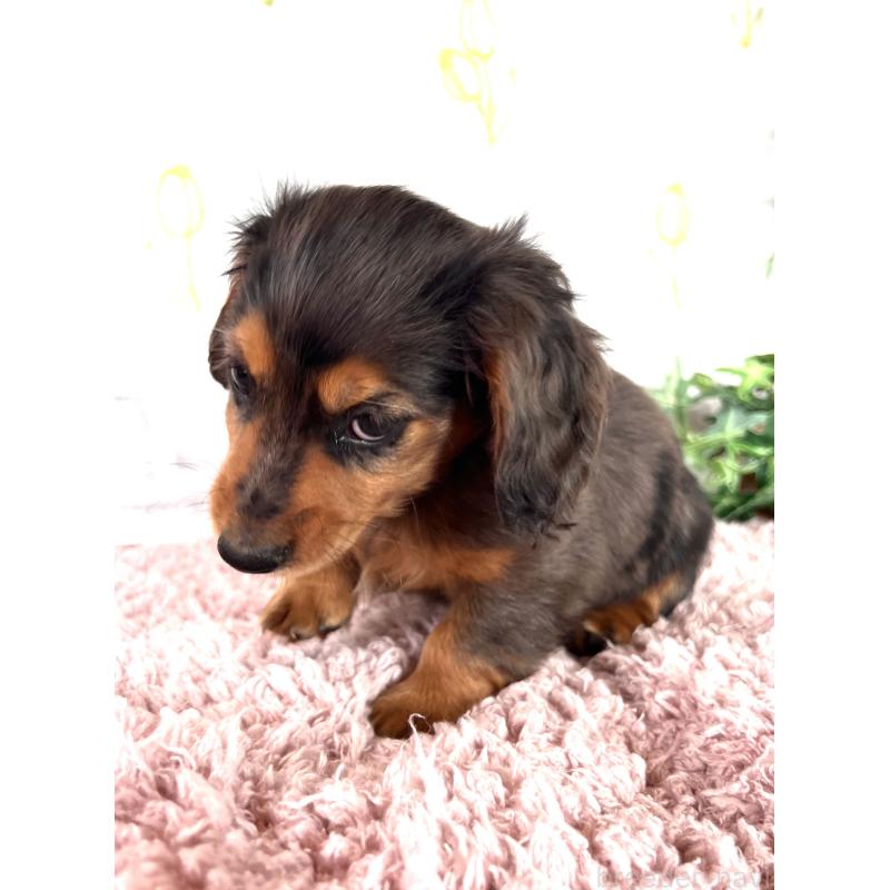 販売中の埼玉県のミニチュアダックスフンド(ロングヘアード)-443165の7枚目