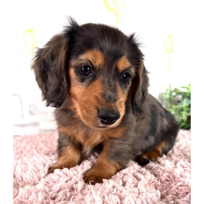 販売中の埼玉県のミニチュアダックスフンド(ロングヘアード)-443165の6枚目