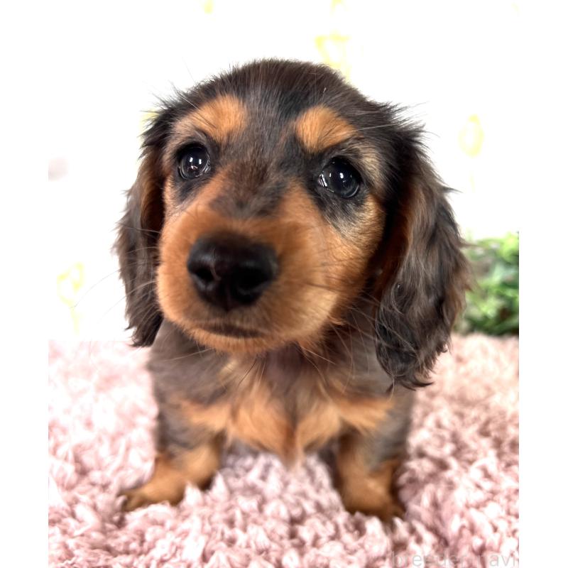 販売中の埼玉県のミニチュアダックスフンド(ロングヘアード)-443165の5枚目