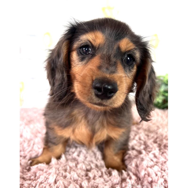 販売中の埼玉県のミニチュアダックスフンド(ロングヘアード)-443165の4枚目