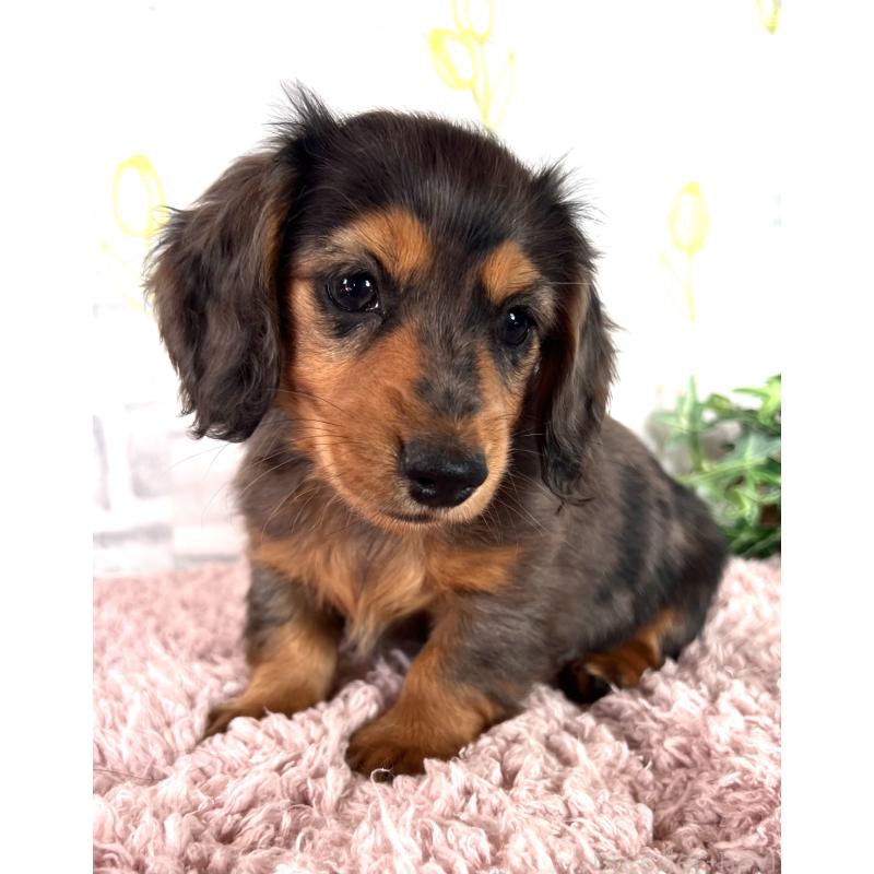 販売中の埼玉県のミニチュアダックスフンド(ロングヘアード)-443165の3枚目