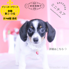 ♀︎ミニチュアダックスフンド(スムースヘアード)