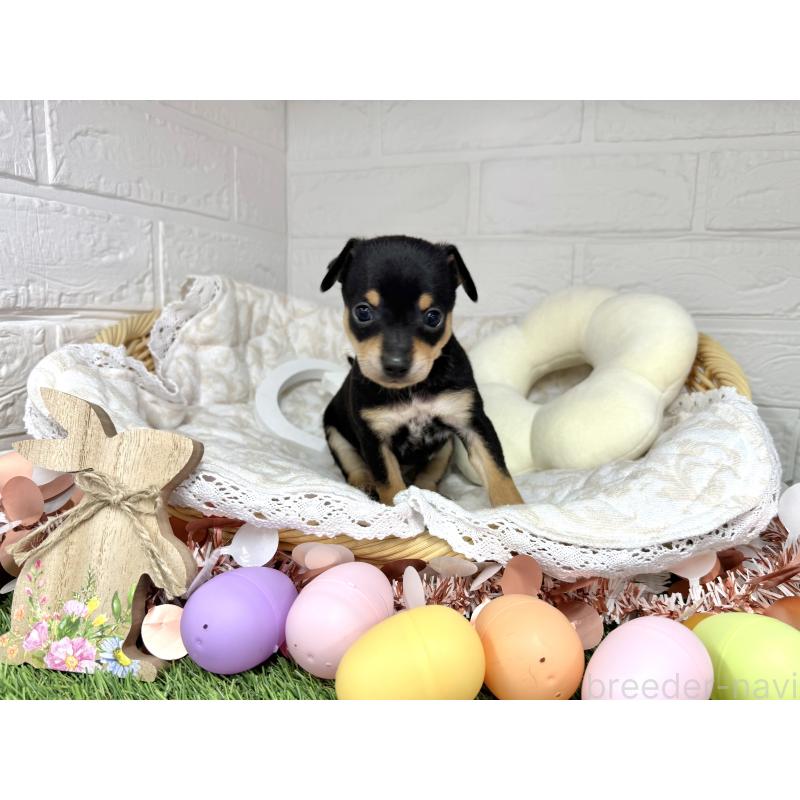 成約済の愛知県のミックス犬-440836の14枚目