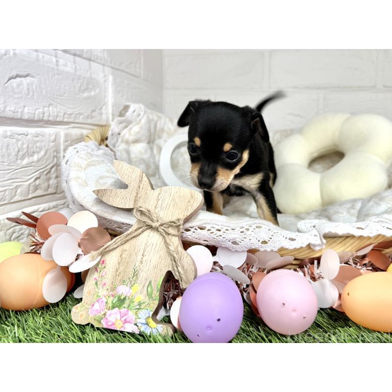 成約済の愛知県のミックス犬-440836の13枚目