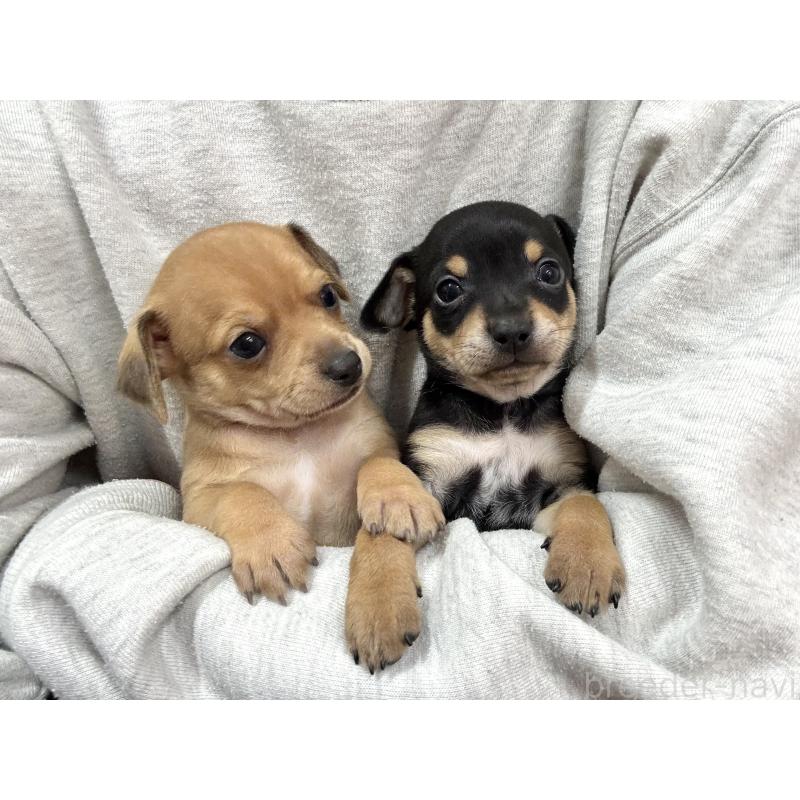 成約済の愛知県のミックス犬-440836の9枚目