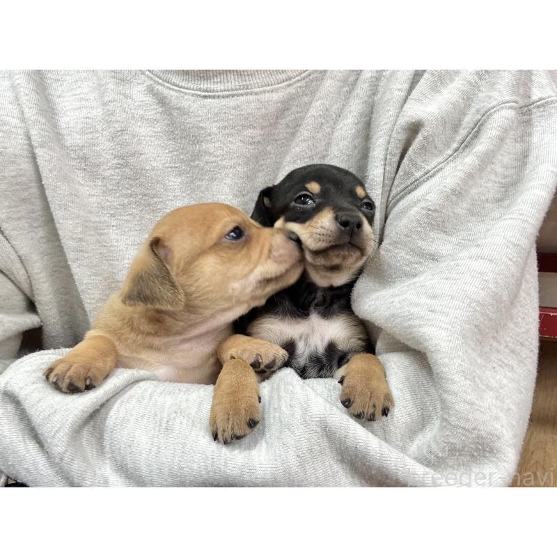 成約済の愛知県のミックス犬-440836の8枚目