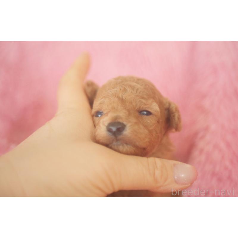 成約済の香川県のタイニープードル-444903の5枚目