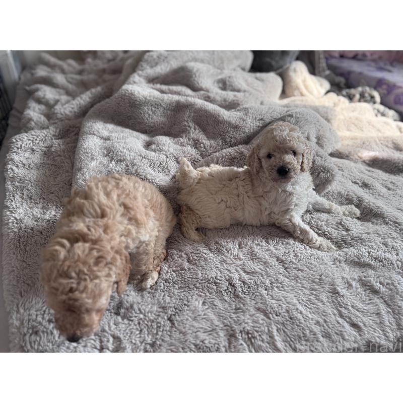 商談中の千葉県のミディアムプードル-445148の2枚目