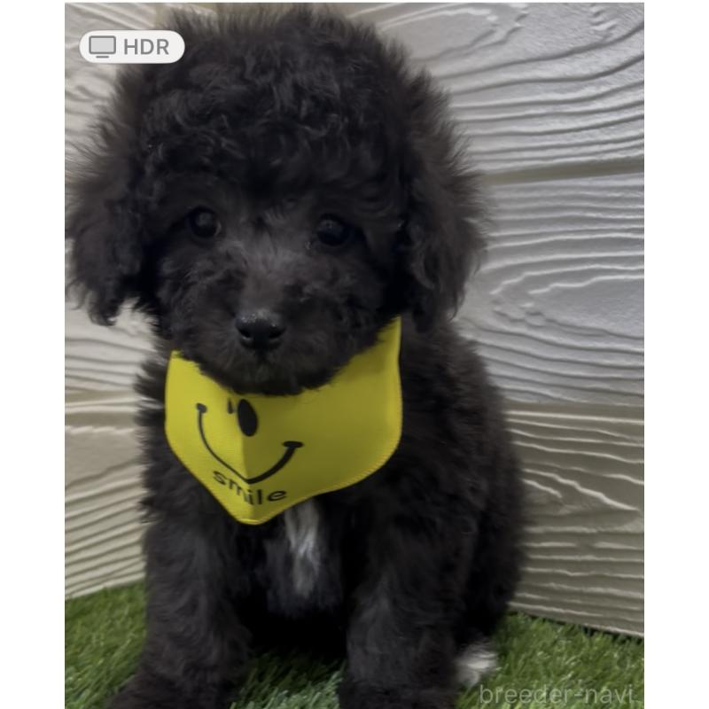 成約済の埼玉県のビションプー:ビションフリーゼ×トイプードル-446652の4枚目