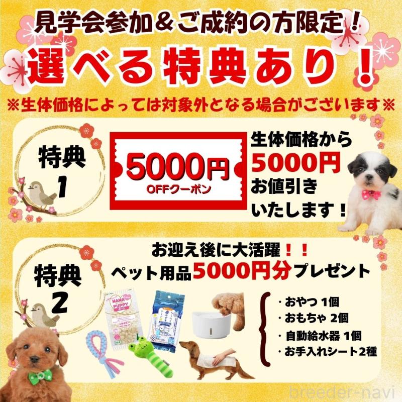 成約済の静岡県のトイプードル-443645の3枚目