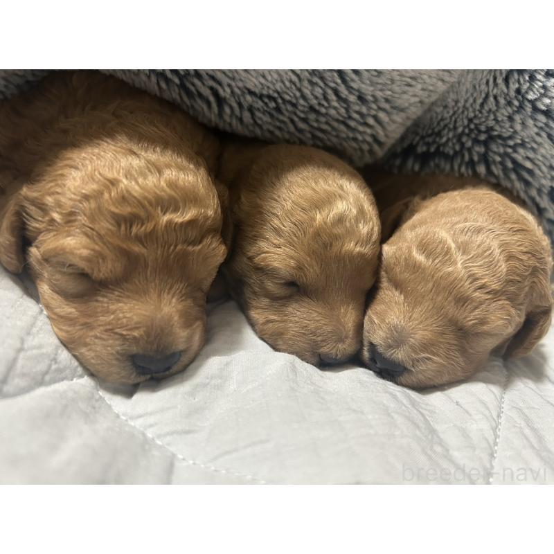 岡田静香ブリーダーの詳細の1枚目