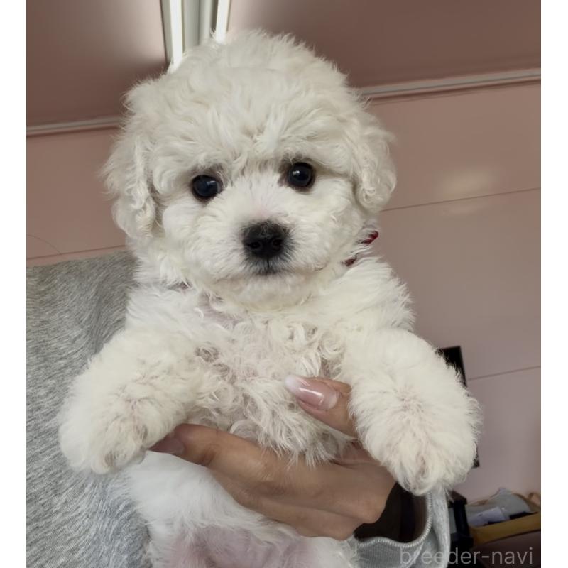 販売中の滋賀県のビションフリーゼ-444134の5枚目