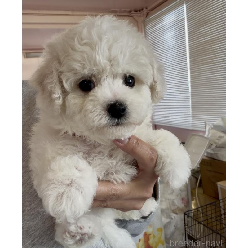 販売中の滋賀県のビションフリーゼ-444134の4枚目