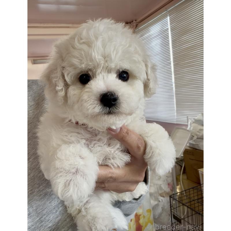 販売中の滋賀県のビションフリーゼ-444134の3枚目