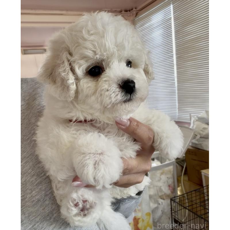 販売中の滋賀県のビションフリーゼ-444134の2枚目