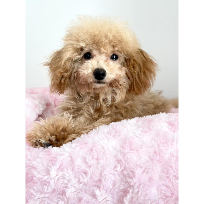 販売中の神奈川県のタイニープードル-441684の18枚目