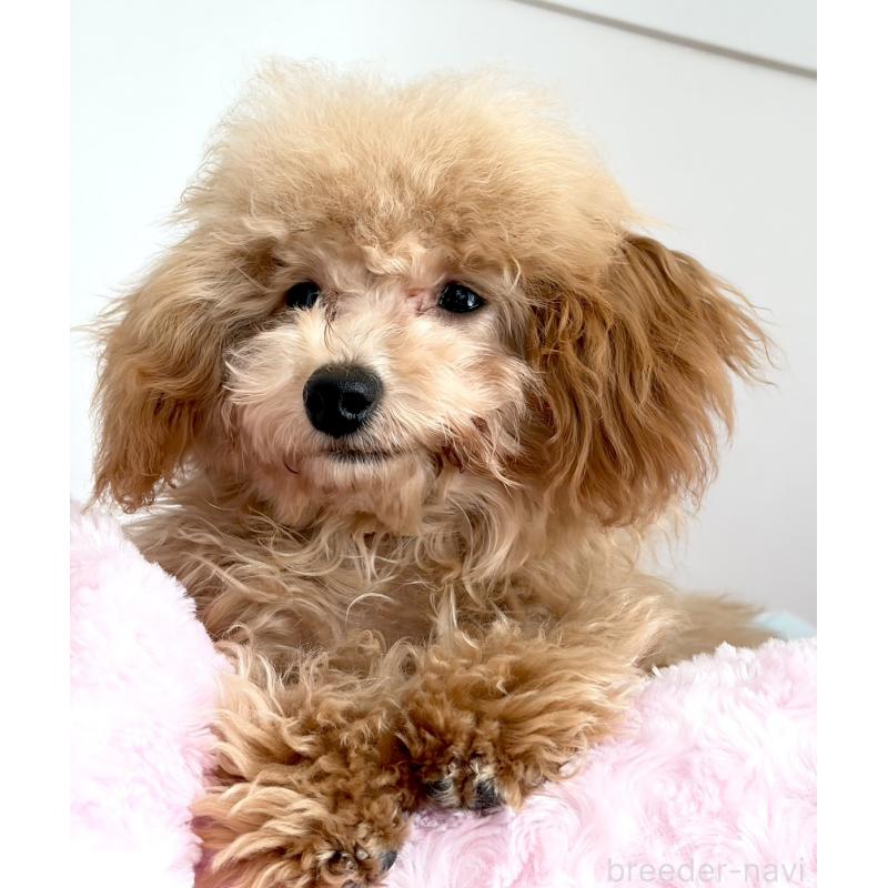 販売中の神奈川県のタイニープードル-441684の16枚目