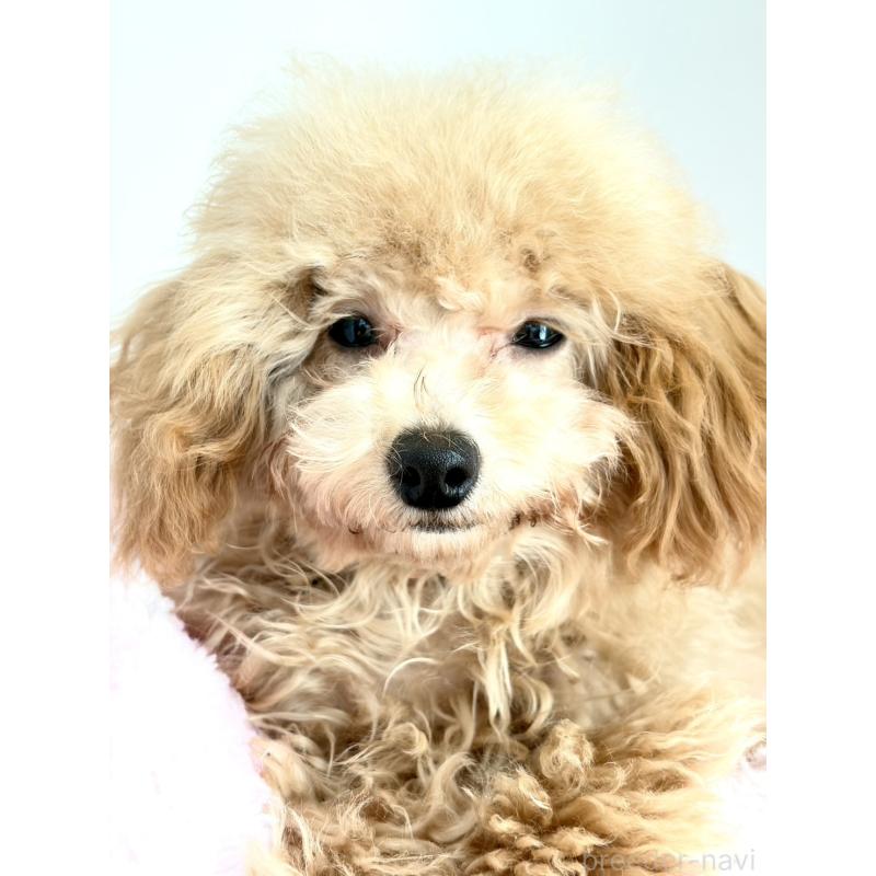 販売中の神奈川県のタイニープードル-441684の15枚目