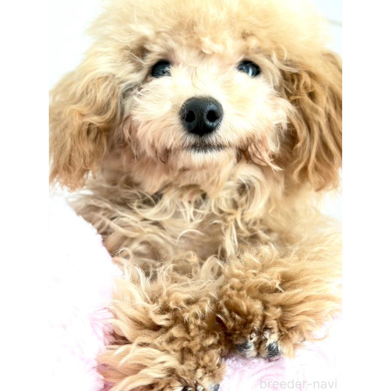 販売中の神奈川県のタイニープードル-441684の14枚目