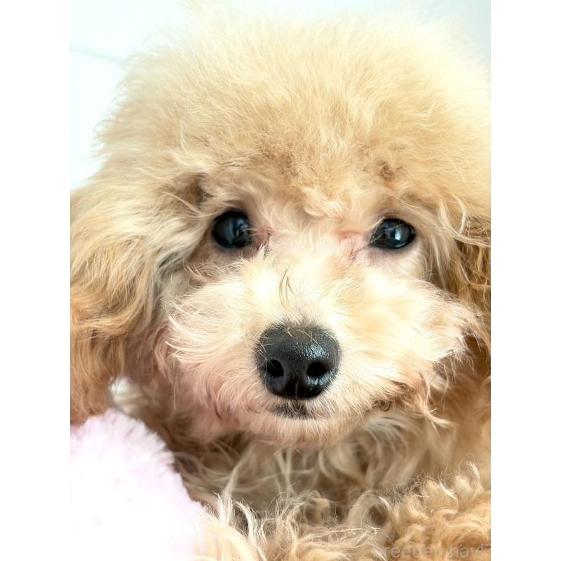 販売中の神奈川県のタイニープードル-441684の13枚目